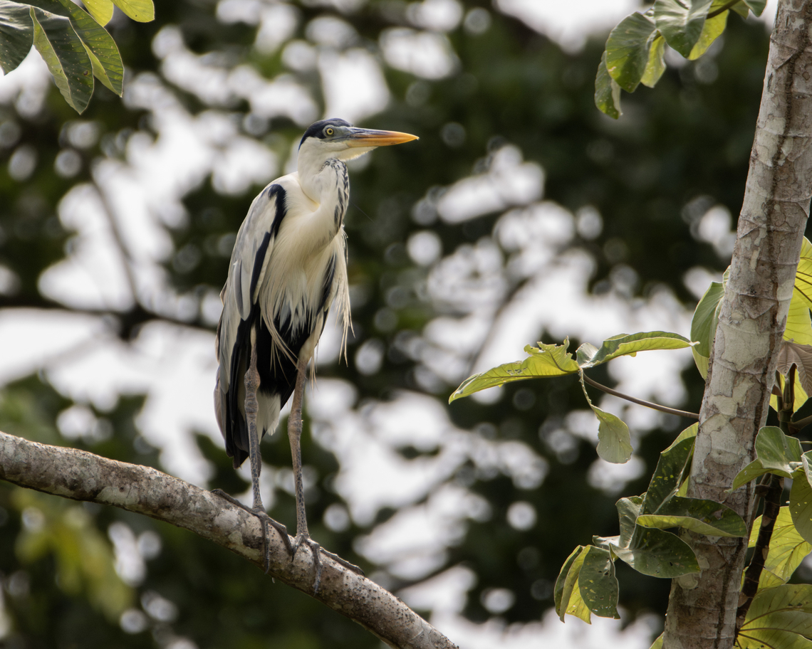 Cocoi Heron (Ardea cocoi) A Cocoi Heron stands on a tree branch. Animals,Ardea cocoi,Aves,Birds,Cocoi Heron,Fall,Geotagged,Trinidad and Tobago,Wildlife