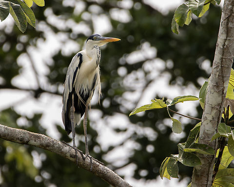 Cocoi Heron (Ardea cocoi) A Cocoi Heron stands on a tree branch. Animals,Ardea cocoi,Aves,Birds,Cocoi Heron,Fall,Geotagged,Trinidad and Tobago,Wildlife
