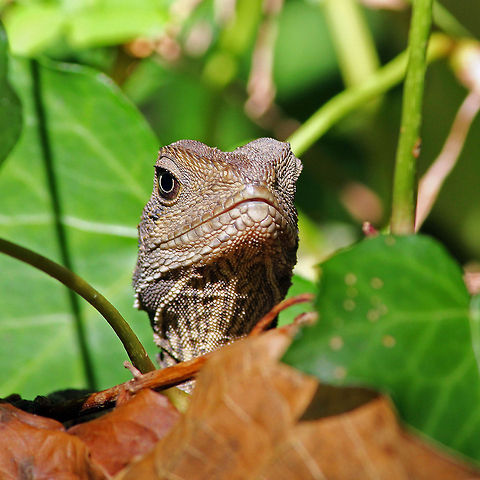 Dragon Juvenile Eastern Water Dragon shot near a creek in my Garden in Thirroul Australia. Australia,Geotagged,Physignathus lesueurii,Water Dragon,dragon,lizard
