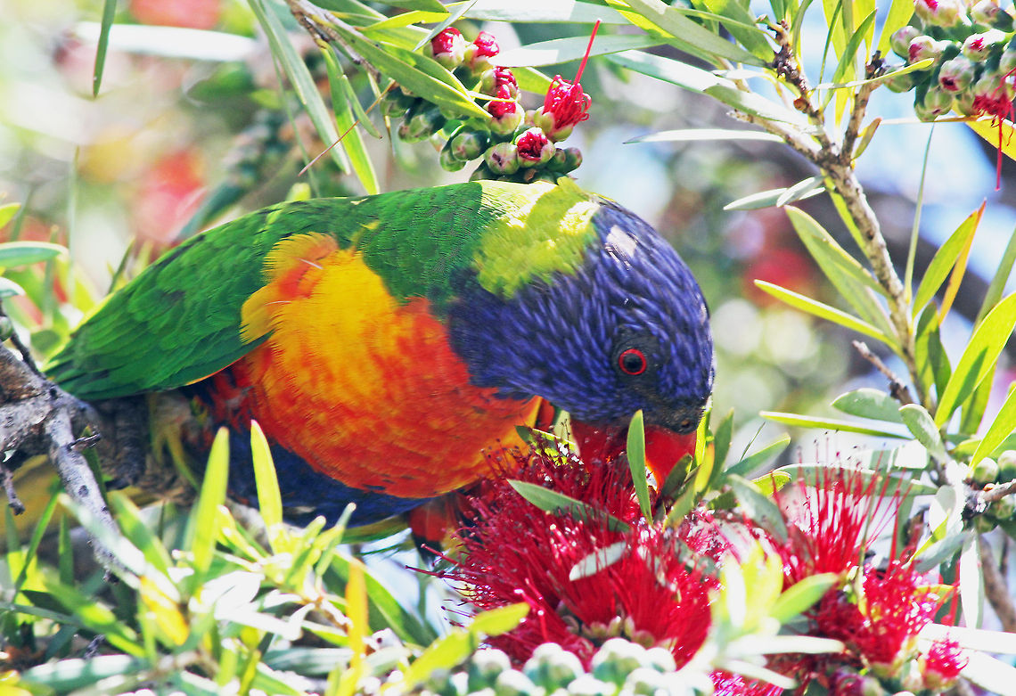 Rainbow Lorikeet Lorikeet feeding on a Bottlebrush plant Australia,Geotagged,Lorikeet,Parrot,Rainbow Lorikeet,Rainbow lorikeet,Trichoglossus haematodus,Trichoglossus moluccanus