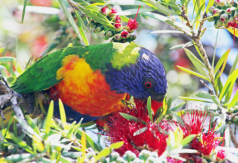 Rainbow Lorikeet Lorikeet feeding on a Bottlebrush plant Australia,Geotagged,Lorikeet,Parrot,Rainbow Lorikeet,Rainbow lorikeet,Trichoglossus haematodus,Trichoglossus moluccanus