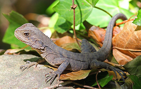 Water Dragon  Eastern Water Dragon, Australia Australia,Geotagged,Physignathus lesueurii,Water Dragon,lizard,reptile