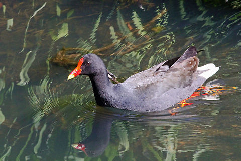 Dusky Moorhen  Australia,Dusky Moorhen,Gallinula tenebrosa,Geotagged,aquatic birds,bird,moorhen