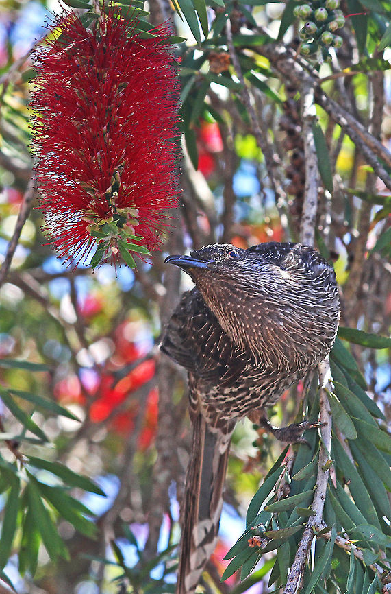Brush Wattlebird Wattlebird feeding on a Bottlebrush plant. Anthochaera chrysoptera,Australia,Bottlebrush,Geotagged,Little Wattlebird