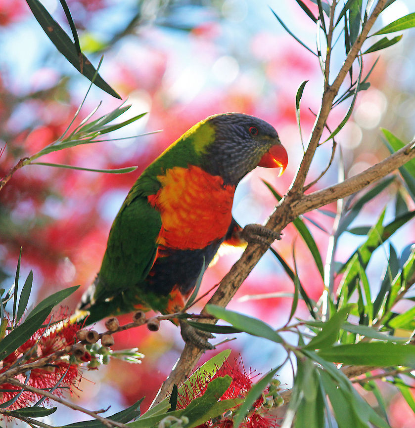Rainbow Lorikeet  Australia,Geotagged,Rainbow Lorikeet,Rainbow lorikeet,Trichoglossus haematodus,Trichoglossus moluccanus,parrot