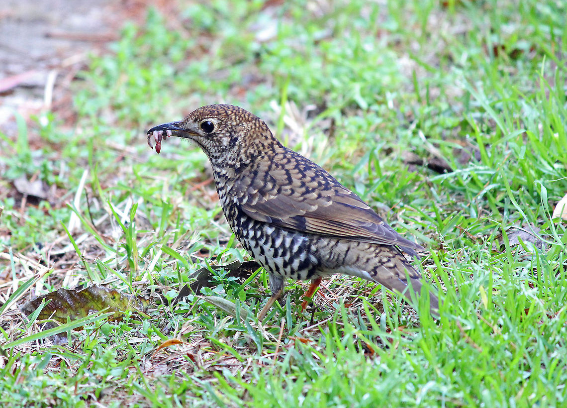 Bassian Thrush  Australia,Bassian Thrush,Geotagged,Zoothera lunulata,bird