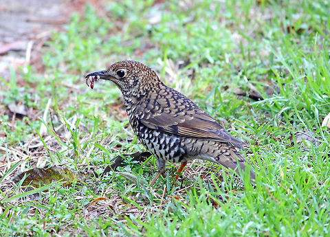 Bassian Thrush