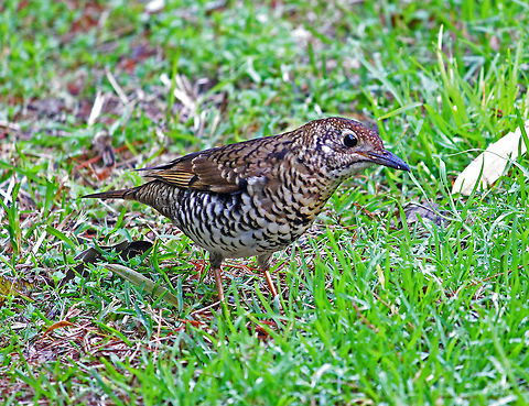 Bassian Thrush  Australia,Bassian Thrush,Geotagged,Zoothera lunulata,bird