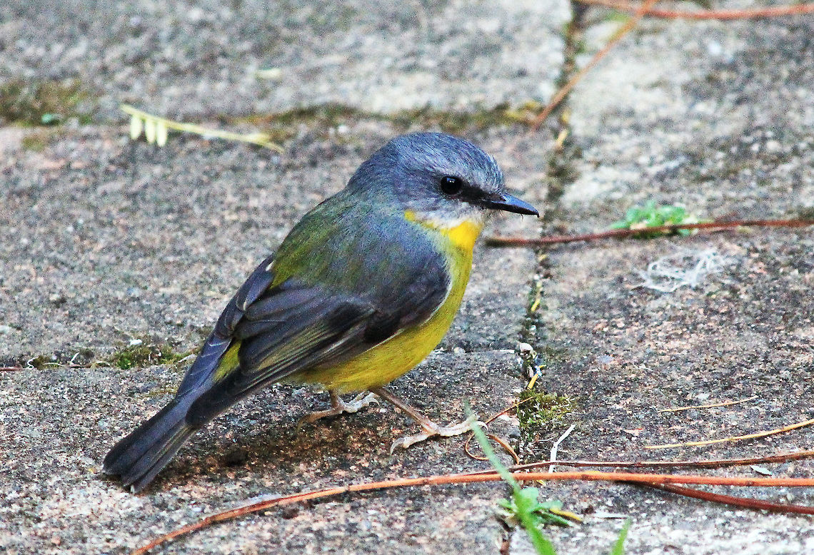 Eastern Yellow Robin  Australia,Eastern Yellow Robin,Eopsaltria australis,Geotagged,bird