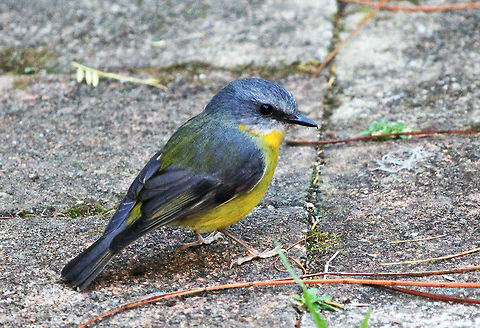Eastern Yellow Robin  Australia,Eastern Yellow Robin,Eopsaltria australis,Geotagged,bird