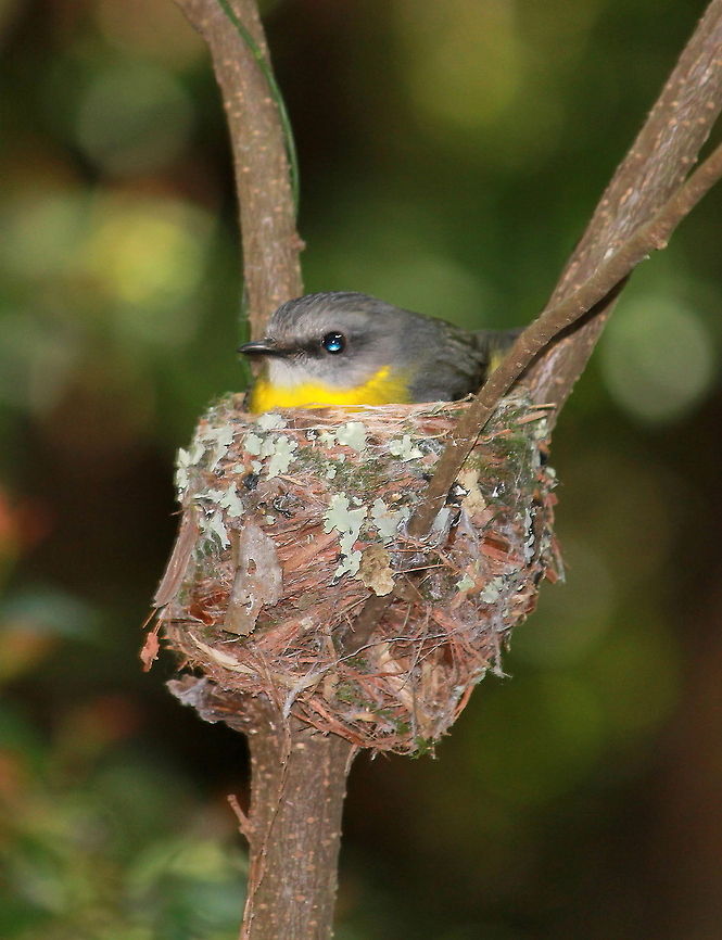 Eastern Yellow Robin  Australia,Eastern Yellow Robin,Eopsaltria australis,Geotagged