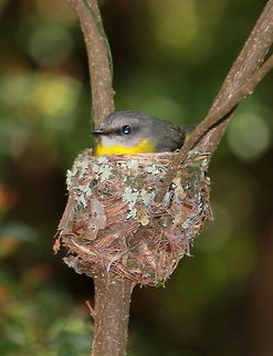Eastern Yellow Robin  Australia,Eastern Yellow Robin,Eopsaltria australis,Geotagged