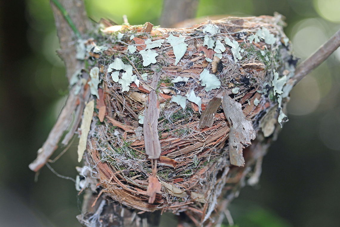 Eastern Yellow Robin Nest This nest was only about 5 feet off the ground in the fork of a small tree. Australia,Eastern Yellow Robin,Eopsaltria australis,Geotagged,bird nest