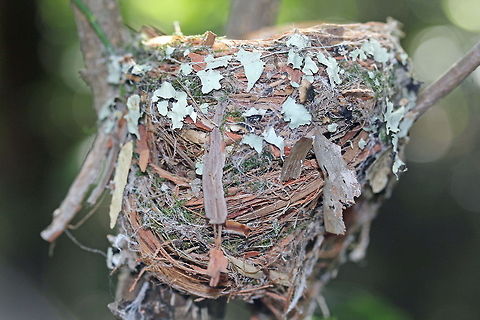 Eastern Yellow Robin Nest This nest was only about 5 feet off the ground in the fork of a small tree. Australia,Eastern Yellow Robin,Eopsaltria australis,Geotagged,bird nest