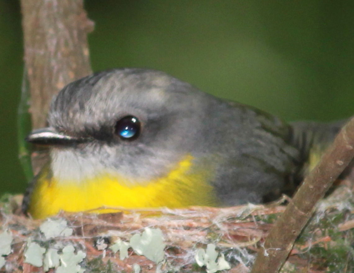 Eastern Yellow Robin In the Nest Australia,Eastern Yellow Robin,Eopsaltria australis,Geotagged
