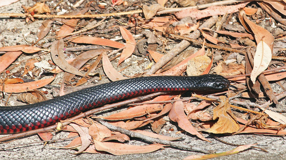 Red Belly Black Snake Common snake in NSW Australia. It is venomous but usually not an aggressive snake, so not considered dangerous. Australia,Geotagged,Pseudechis porphyriacus,Red-Bellied Black Snake,snake