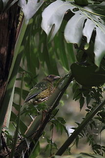 Green Catbird  Ailuroedus crassirostris,Australia,Geotagged,Green Catbird
