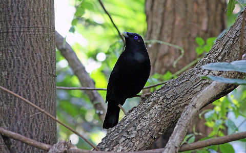 Satin Bowerbird The male bird decorates its bower (nest) with pretty objects to attract the female. Blue objects are a favourite and can include things such as blue clothes pegs. Australia,Geotagged,Ptilonorhynchus violaceus,Satin Bowerbird