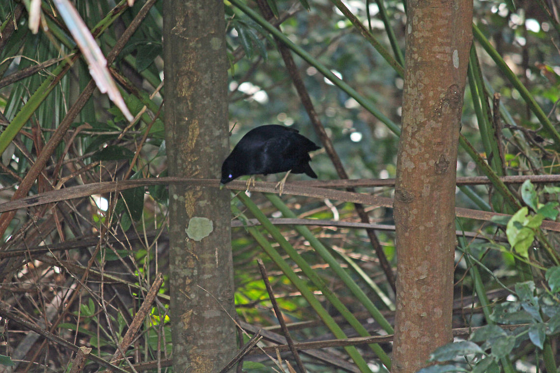 Satin Bowerbird  Australia,Geotagged,Ptilonorhynchus violaceus,Satin Bowerbird