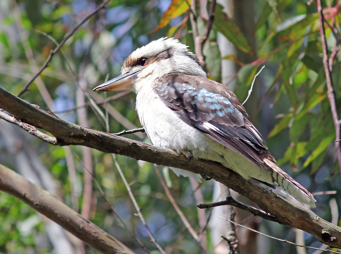 Kookaburra These guys have a very load laughing call. A very common and loved bird in Eastern Australia they are known to steal food off picnic tables. You can sometimes hear their distinctive calls in old Tarzan movies even though they don't occur in Africa. Australia,Dacelo novaeguineae,Geotagged,Laughing Kookaburra
