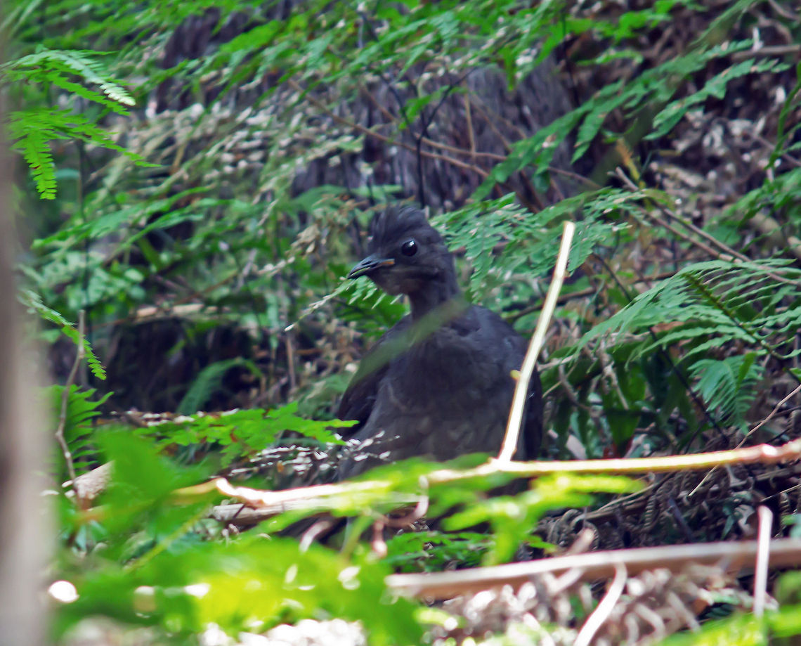 Lyrebird These birds are unbelievable mimics and will cycle through the calls of 4 or 5 other birds before using its own call. It has even been known to do the chain saw call and the car starting call ! The male has beautifully elegant tail plumage. Australia,Geotagged,Menura novaehollandiae,Superb Lyrebird