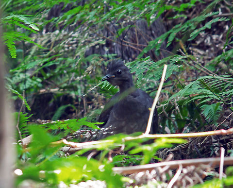 Lyrebird These birds are unbelievable mimics and will cycle through the calls of 4 or 5 other birds before using its own call. It has even been known to do the chain saw call and the car starting call ! The male has beautifully elegant tail plumage. Australia,Geotagged,Menura novaehollandiae,Superb Lyrebird