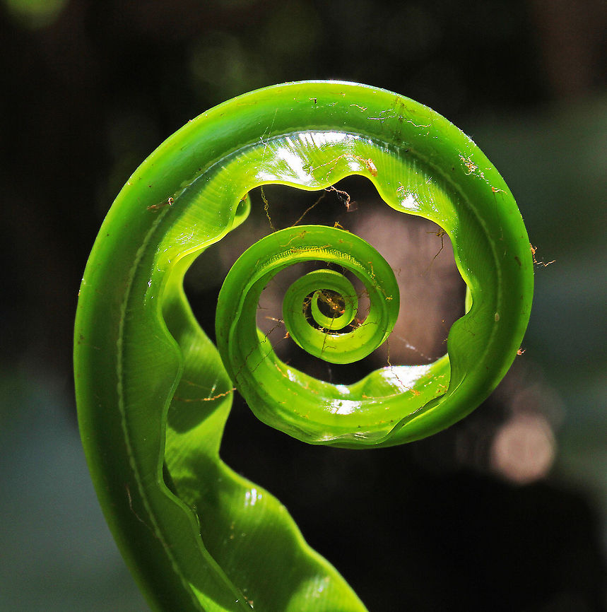 Bird's-Nest Fern This is a new shoot uncurling into the large broad leaf of the mature plant.  Asplenium nidus,Australia,Bird's-Nest Fern,Geotagged,fern