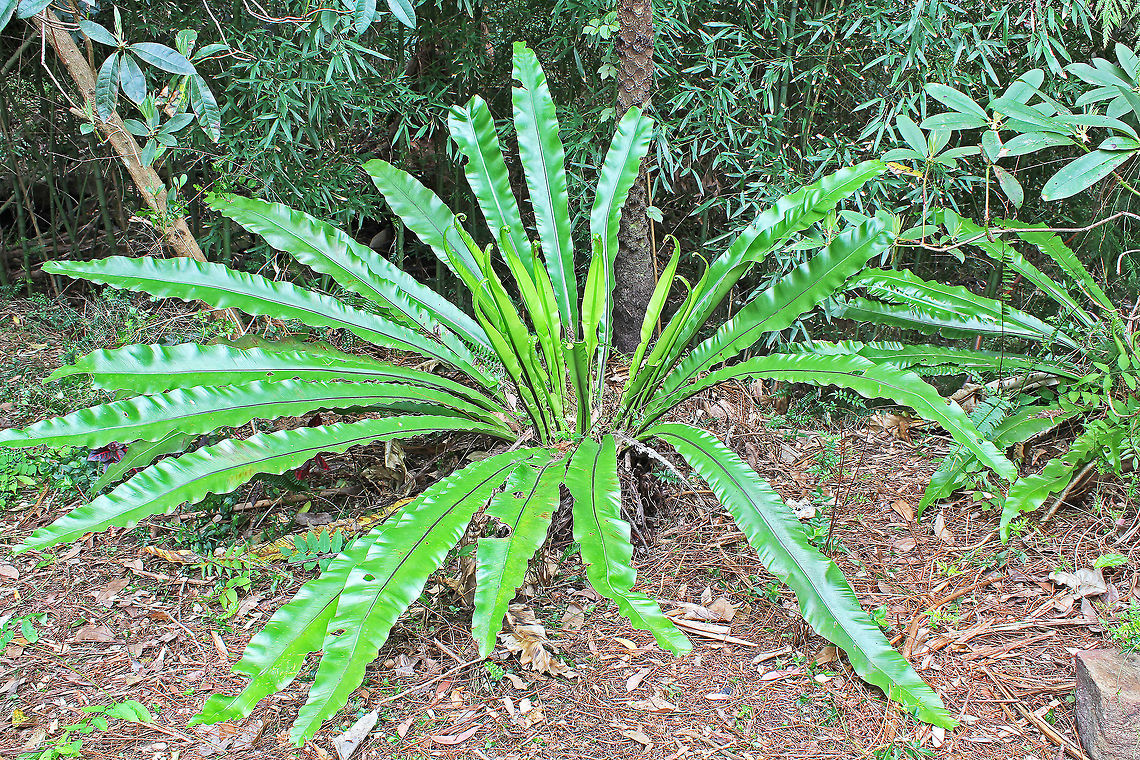 Bird's-Nest Fern These large ferns grow naturally in the area. This is one of several that have self germinated in my garden.  Asplenium nidus,Australia,Birds-Nest Fern,Fern,Geotagged,Plant
