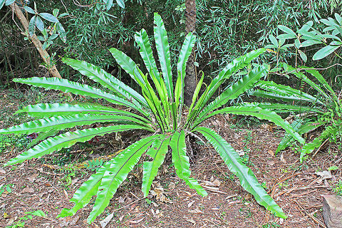 Bird's-Nest Fern These large ferns grow naturally in the area. This is one of several that have self germinated in my garden.  Asplenium nidus,Australia,Birds-Nest Fern,Fern,Geotagged,Plant