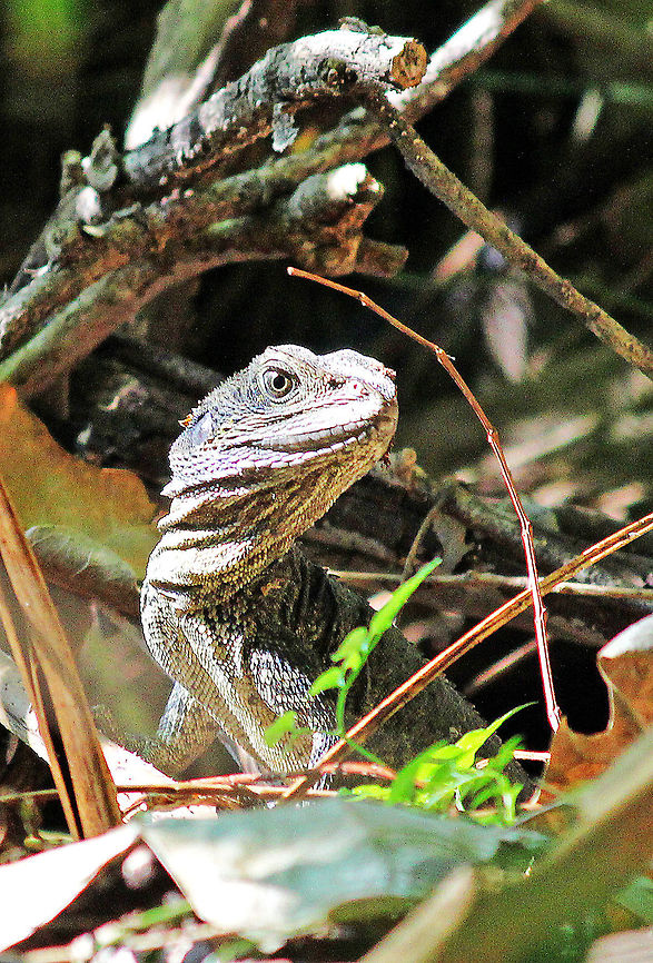 Water Dragon A young adult Water Dragon shot in NSW Australia Australia,Geotagged,Physignathus lesueurii,Water Dragon