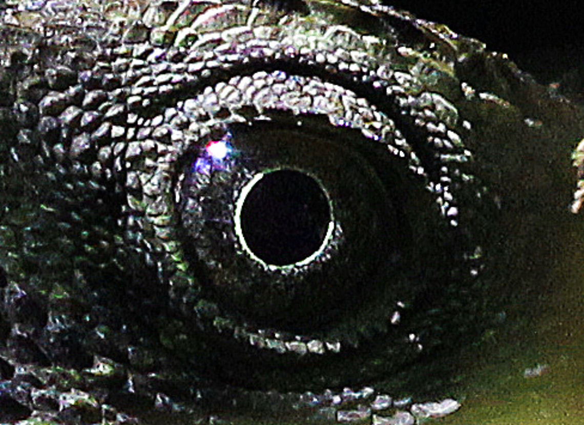 Dragon Eye Eye detail from an Eastern Water Dragon Australia,Geotagged,Lizard,Physignathus lesueurii,Water Dragon,eye detail