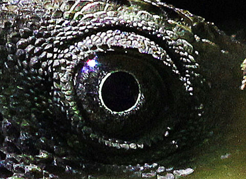 Dragon Eye Eye detail from an Eastern Water Dragon Australia,Geotagged,Lizard,Physignathus lesueurii,Water Dragon,eye detail