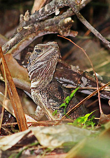 Water Dragon This young lizard lives in my garden.  He's quite shy and hard to approach but with with a bit of patience I managed to get a few half decent shots.  Australia,Geotagged,Lizard,Physignathus lesueurii,Water Dragon