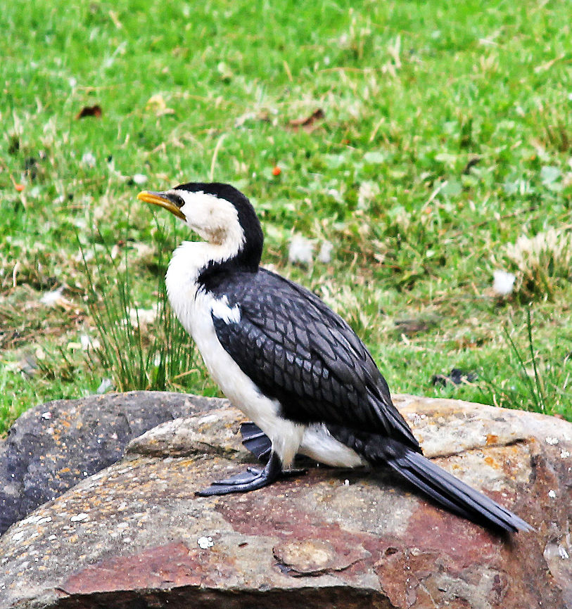 Australian Pied Cormerant  Australia,Australian Pied Cormorant,Geotagged,Phalacrocorax varius