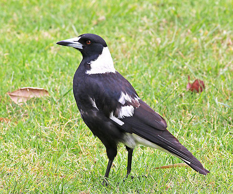Australian Magpie  Australia,Australian Magpie,Geotagged,Gymnorhina tibicen