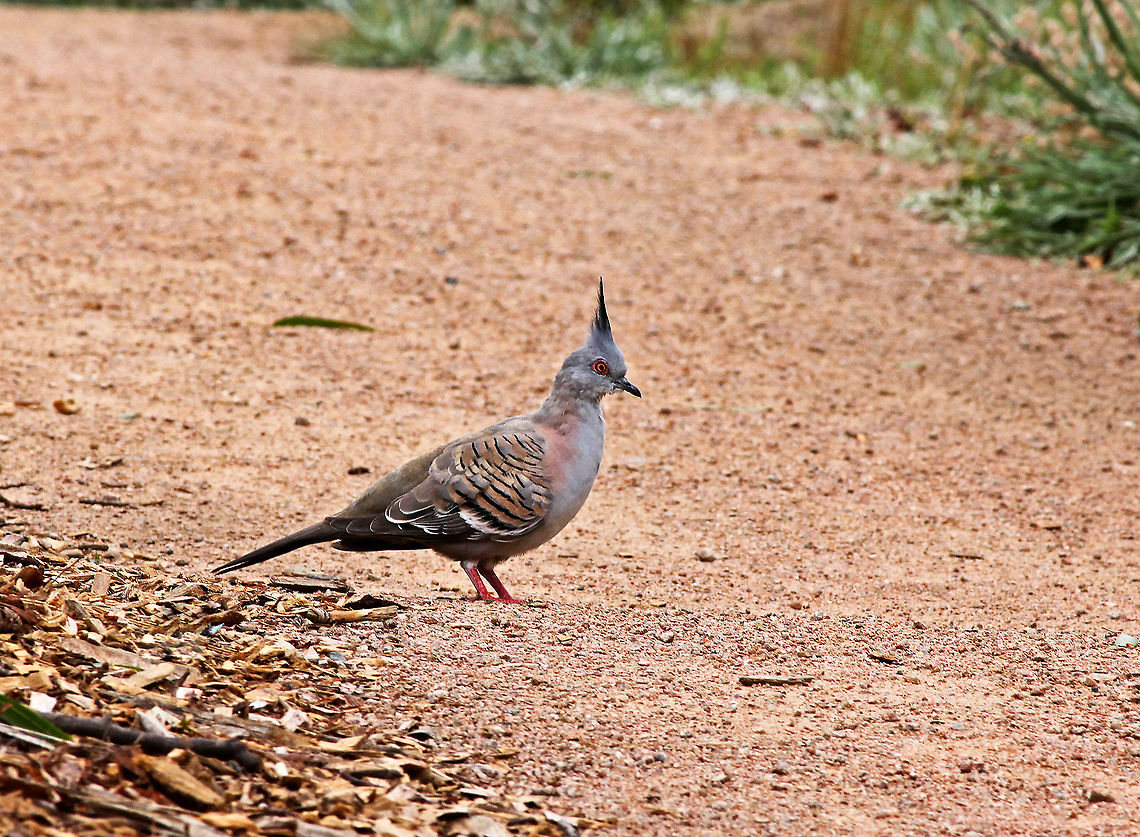 Crested Pigeon  Australia,Crested Pigeon,Geotagged,Ocyphaps lophotes