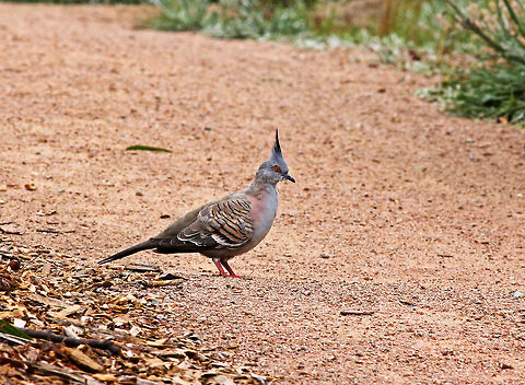 Crested Pigeon  Australia,Crested Pigeon,Geotagged,Ocyphaps lophotes