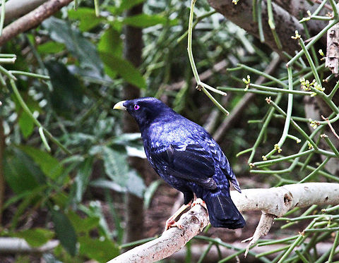 Bowerbird  Australia,Geotagged,Ptilonorhynchus violaceus,Satin Bowerbird
