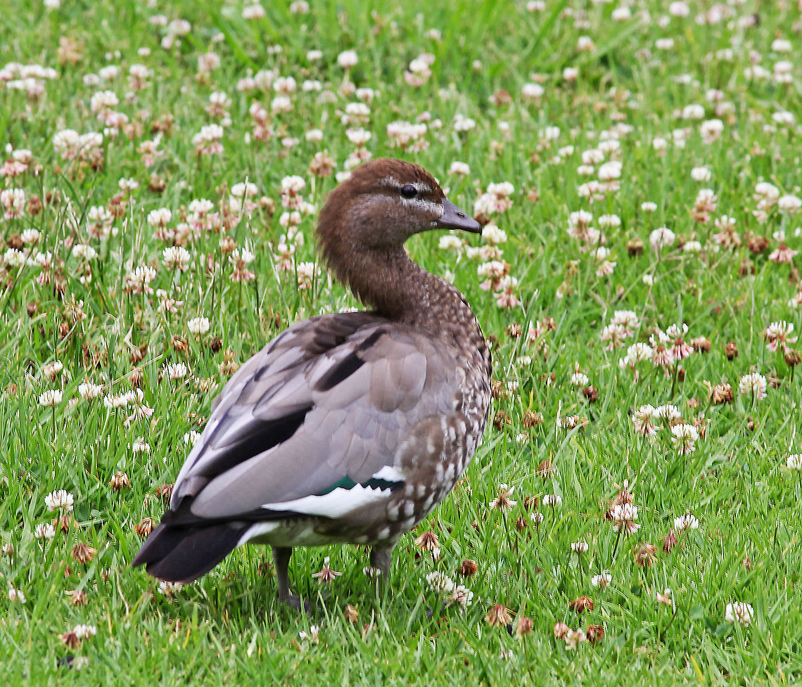 Australian Wood Duck  Australia,Australian Wood Duck,Chenonetta jubata,Geotagged