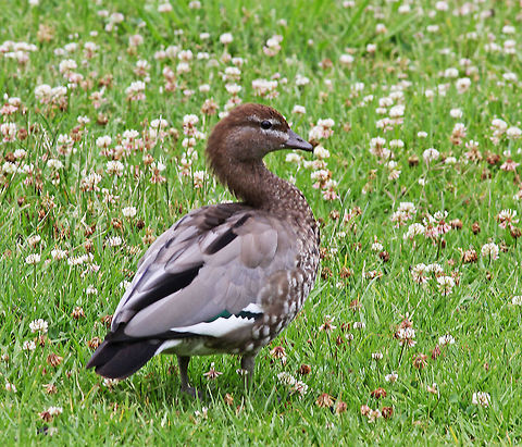Australian Wood Duck  Australia,Australian Wood Duck,Chenonetta jubata,Geotagged