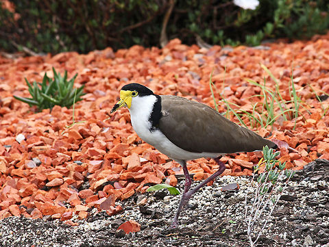 Plover  Australia,Geotagged,Masked Lapwing,Plover,Vanellus miles