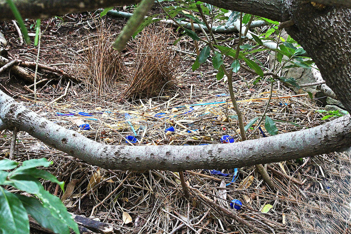 Bowerbird nest This is the &quot;bower&quot; or nest of the Bowerbird. It&#039;s made by the male and decorated with &quot;treasures&quot; to attract a female. As you can see their favourite colour is blue. Australia,Geotagged,Ptilonorhynchus violaceus,Satin Bowerbird