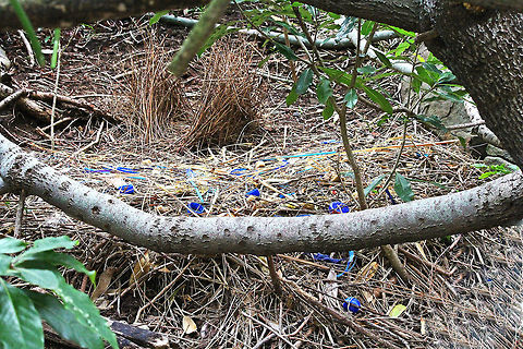 Bowerbird nest This is the "bower" or nest of the Bowerbird. It's made by the male and decorated with "treasures" to attract a female. As you can see their favourite colour is blue. Australia,Geotagged,Ptilonorhynchus violaceus,Satin Bowerbird