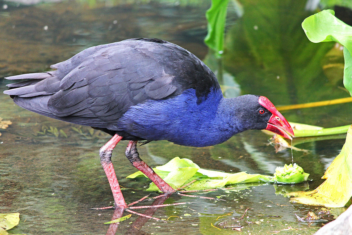 Australian Purple Swamphen This is the Australian version of the Purple Swamphen, (Porphyrio porphyrio melanotus) Australasian swamphen,Australia,Geotagged,Porphyrio melanotus