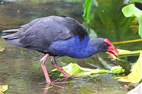 Australian Purple Swamphen This is the Australian version of the Purple Swamphen, (Porphyrio porphyrio melanotus) Australasian swamphen,Australia,Geotagged,Porphyrio melanotus