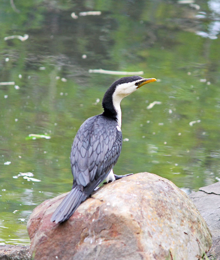 Pied Cormerant  Australian Pied Cormorant,Phalacrocorax varius