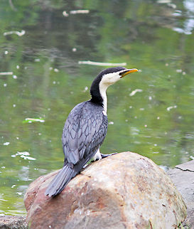 Pied Cormerant  Australian Pied Cormorant,Phalacrocorax varius