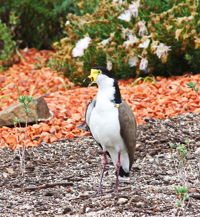 Plover  Australia,Geotagged,Masked Lapwing,Plover,Vanellus miles