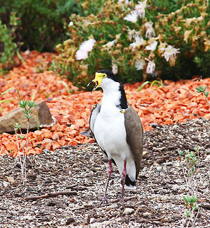 Plover  Australia,Geotagged,Masked Lapwing,Plover,Vanellus miles