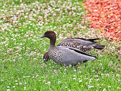 Australian Wood Duck  Australia,Australian Wood Duck,Chenonetta jubata,Geotagged